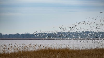 Snow geese fly over the water at Blackwater National Wildlife Refuge in Cambridge, Maryland, in January. AFP
