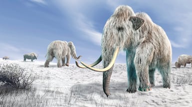 A computer rendering of woolly mammoths in a snow-covered field. Photo: Leonello