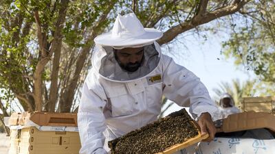 Honey from Al Najeh Honey sells for up to Dh370 per kilogramme. Chris Whiteoak / The National