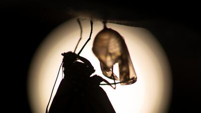A monarch butterfly emerges from its chrysalis soon in Washington. AP