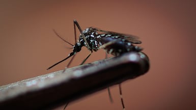 Mosquito bites typically cause itching, redness, bumps and, in severe cases, an allergic reaction. EPA