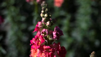 Al Mazroui purchased the initial snapdragon seeds from the US, and soon grew more using his own. Reem Mohammed / The National