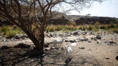 Wild goats sheltering in a wadi in Ras Al Khaimah take shade under a tree. Lee Hoagland/The National