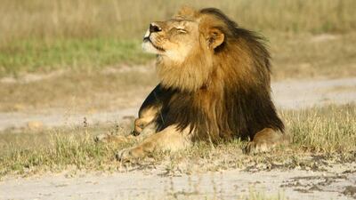 Recently, 13-year-old Cecil, the dominant male black-maned lion in Hwange National Park, Zimbabwe, was shot with an arrow by American dentist Dr Walter Palmer, and suffered for 40 hours before being finished off, beheaded and skinned. AJ Loveridge / Reuters
