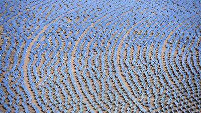 An aerial view of mirrors at the Ivanpah solar electric generating system, the largest solar thermal power tower system in the world. Ethan Miller / Getty Images / AFP
