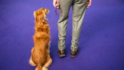 Man's best friend: A dog is walked by his handler to its performance on February 9, 2020. Reuters