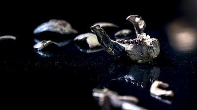 Lucy's remains belong to the Ethiopian government and she will return there after her stay in Abu Dhabi ends. Victor Besa / The National