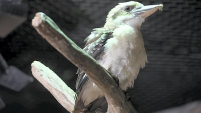 A kookaburra at The Walkabout in The Green Planet, Dubai. Chris Whiteoak / The National