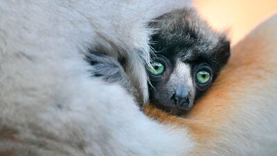 An unnamed female crowned sifaka cub is seen at the Besancon zoo in France. AFP