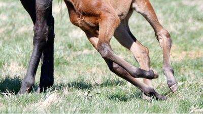 Since the 19th century, central Kentucky has been home to some of the world’s most famous thoroughbreds. Photo: Lane's End