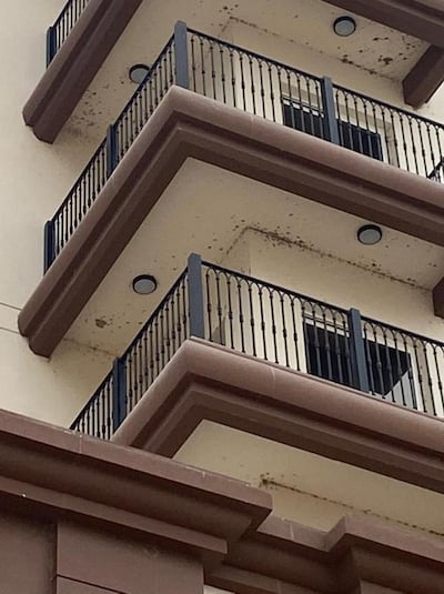 Swarms of bugs nest on balcony ceilings in Dubai Sports City. Supplied