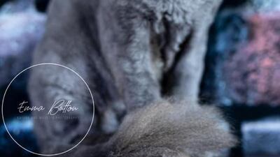 Eddie is looking for his forever home after being found abandoned on the streets. He was badly matted and had a huge abscess under his arm so needed some urgent treatment. He has now recovered and has settled into his foster home where he mixed nicely with other cats. He is a gentle and sweet natured cat. Eddie loves people, too, and is a cuddly boy. He is approximately 3 years old, FIV positive, FELV negative and is microchipped, neutered and vaccinated. For more information on adoption, visit Jackie’s Cats UAE on Facebook or WhatsApp 050 667 4220 or email jac.covill@gmail.com