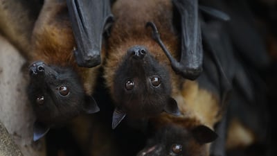 A virus mainly carried by fruit bats which has spread across Asian nations. Sam Panthaky / AFP