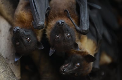 A virus mainly carried by fruit bats which has spread across Asian nations. Sam Panthaky / AFP