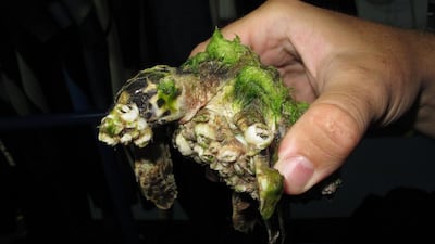 A turtle covered in barnacles. More than 100 young turtles have been rescued after being washed up on UAE beaches. Courtesy Warren Baverstock / Dubai Turtle Rehabilitation Project
