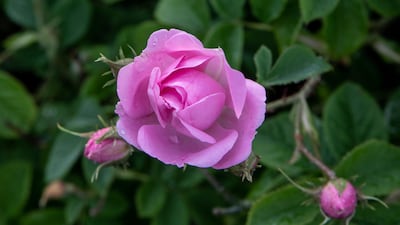 In Isparta, Turkey, the rose harvest lasts a month and occurs every year between May and June. Getty Images
