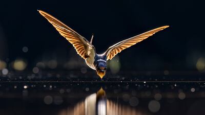 Li Liu from the USA won a bronze in the Behaviour - Birds category. Liu took a picture of a swallow at Kiskunsag National Park, Hungary