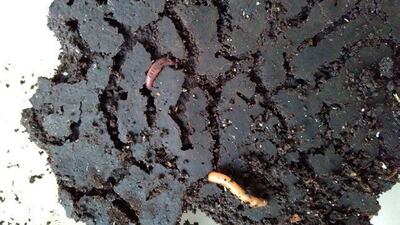The worms can feast on leftovers, coffee grounds, worn-out cotton socks and waste paper.