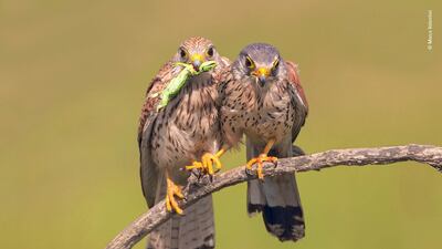 A suitable gift by Marco Valentini, Italy. Valentini was in Hortobagyi National Park, Hungary when he spotted these kestrels displaying typical courtship behaviour. Here the female has just recovered an offering of a young green lizard from her suitor and in this touching moment she tenderly took hold of his claw. Marco Valentini / Wildlife Photographer of the Year