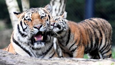 Tiger 'Maruschka' and her four cubs meet the cubs' father 'Yasha' for the first time in Hagenbecks zoo in Hamburg, Germany. Fabian Bimmer / Reuters