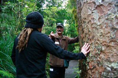 A native kauri tree in New Zealand's Northland. Courtesy James Heremaia