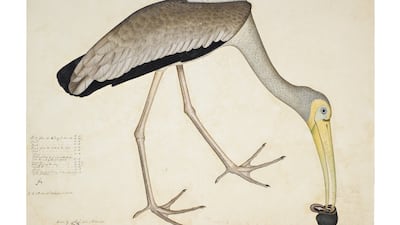 'A Painted Stork Eating a Snail', from the Impey album, signed by Shaykh Zayn Al-Din, Company School, Calcutta, dated 1781 (£200,000-£300,000). Photo: Sotheby's