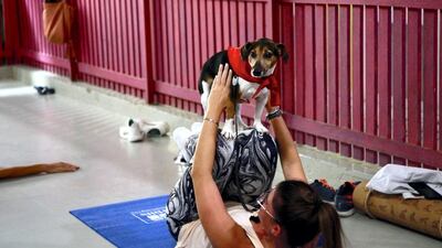 Puppy Pilates sessions are now available in Dubai. Karma Gurung / The National