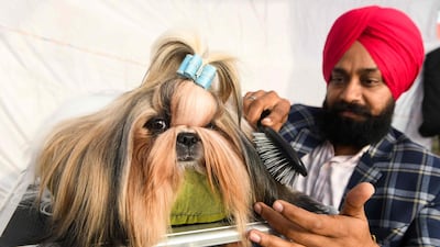A competitor grooms his Shih-Tzu dog as they take part in the 52nd and 53rd All Breed Championship Pointed Dog Show in Amritsar. AFP