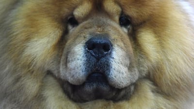 A Chow Chow. Timothy A Clary / AFP Photo