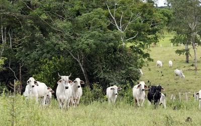 The rearing of animals for consumption has long been linked to climate change. EPA