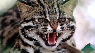 A wildcat is behind a fence inside its enclosure at Manda wildlife Century Park in Jammu, India. EPA