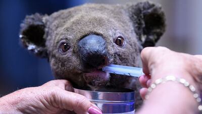 A dehydrated and injured koala receives treatment at the Port Macquarie Koala Hospital in Port Macquarie, Australia. AFP