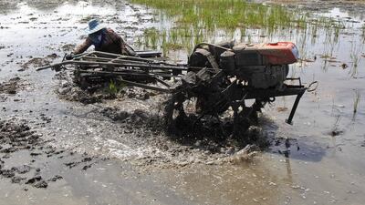 Low prices and the end of the loss-making rice-buying scheme in February have hurt Thai farmers, many of whom were staunch supporters of the government the military overthrew. Chaiwat Subprasom / Reuters