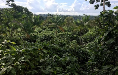 A sustainable cocoa plantation in a farm in Medicilandia, Para state, Brazil. Marcelo Texeira/Reuters