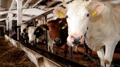 Noting the consequences of the development of farming more than 10,000 years ago - deforestation, social disruption, and "the genetic modification of plants and animals to create monstrous mutants that do not exist in nature and often cannot survive without human intervention" - Tom Standage concludes that "agriculture would surely not be allowed if it were invented today".