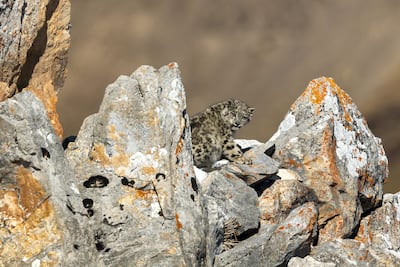 A young snow leopard on the Tibetan plateau. Photo: Natural History Museum