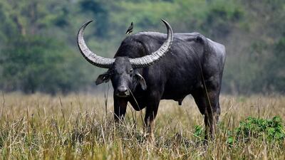 An Indian water buffalo is seen inside the Pobitora wildlife sanctuary in Morigaon district of Assam, India. EPA
