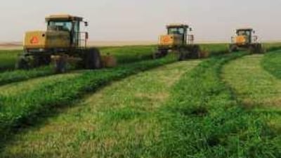 Farms in Egypt Jenaan has invested in. Gulf investors are primarily buying land to feed residents in the own region.