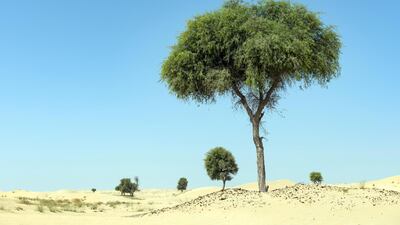 The Ghaf tree was declared as the UAE's national tree in 2008, due to its cultural, historical, and environmental significance. Alamy Stock Photo