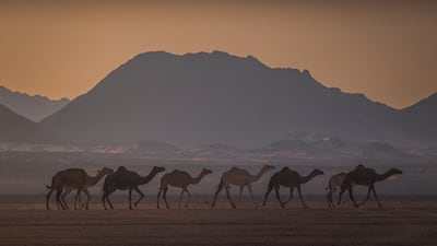 The photography competition was launched by the Saudi Visual Arts Commission to document the Saudi urban and natural landscape and to inspire creative collaboration and cross-cultural exchange through photography. Pictured: A photo from the portfolio of Riyadh Abdulelah Al Malahi winner of the Nature Along the Coast Photography category
