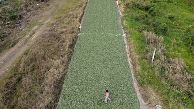 Farmers dry coca leaves in Villa Tunari, Bolivia. AFP