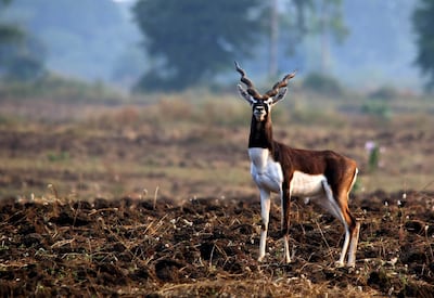 Kaafila Camp at Kuno-Palpur Wildlife Sanctuary. Courtesy Kaafila Luxury Camps