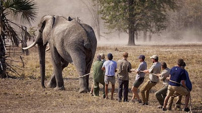 An undated photo released October 28, 2016, by Kensington Palace showing Britain’s Prince Harry, fourth from left, while he worked in Malawi during the past summer with African Parks as part of an initiative involving moving some 500 elephants over 350 kilometres across the country to replenish elephant stocks in Nkhotakota Wildlife Reserve. Prince Harry says of the picture: “This big bull (male) elephant refused to lie down after it had been darted with tranquilliser. After about seven minutes, the drug began to take effect and the elephant became semi-conscious, but it continued to shuffle for awhile! They have a tendency to hone in on forests, rivers and people when in this state. Here we are trying to slow him down!” Frank Weitzer / African Parks via AP