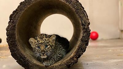An Amur leopard cub plays in its private quarters at the Rosamond Gifford Zoo in Syracuse, New York. AP