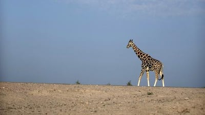 A reticulated giraffe, also known as the Somali giraffe, roams across the nature and wildlife reserve on the Sir Bani Yas Island, one of the largest natural island in the UAE, as seen on Wednesday, Nov. 26, 2014. Silvia Razgova / The National