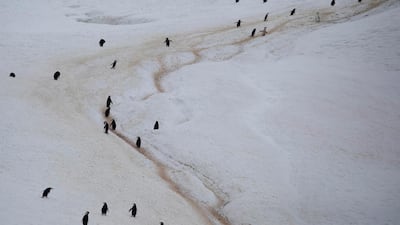 A colony of chinstrap penguins walk along a mountain on Two Hummock Island, Antarctica. REUTERS