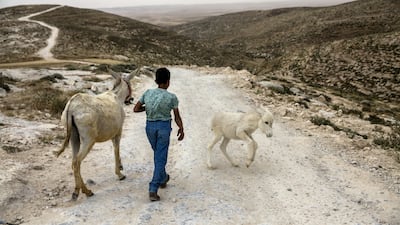 A Palestinian boy with his donkeys in the West Bank's South Hebron Hills, where the Israeli army wants to demolish eight small farming communities. Heidi Levine / The National