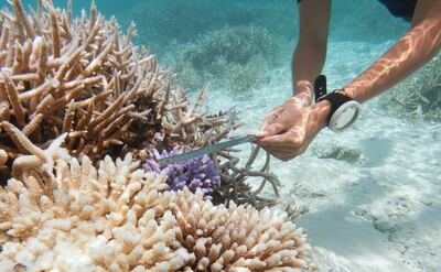 Days will be spent working alongside the resort’s marine educator on coral replanting schemes. Photo: Coco Collection / Facebook