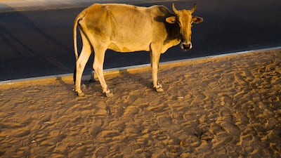 The E11 as it approaches the border between Ras Al Khaimah and Oman, pictured in October 2008. Lauren Lancaster / The National