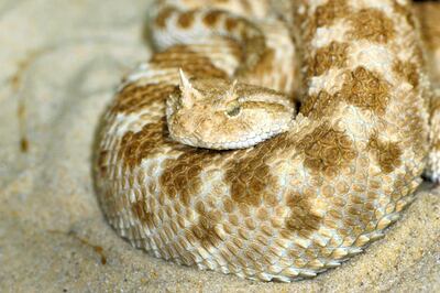 Horned viper. Alamy